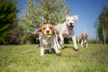 【東京近郊で探す!】愛犬とおでかけしたいおすす めのスポット10選