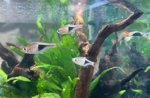 水槽 Pumpkin Amazon.com: Aquarium Resin Ornament Pumpkin Design Fish Tank