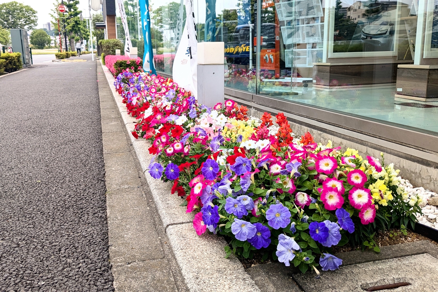 5月店舗前花壇1:5月店舗前花壇1