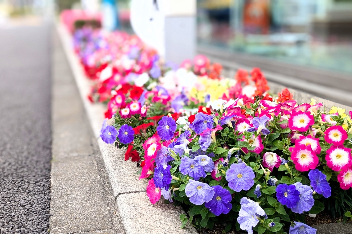 5月店舗前花壇2:5月店舗前花壇2