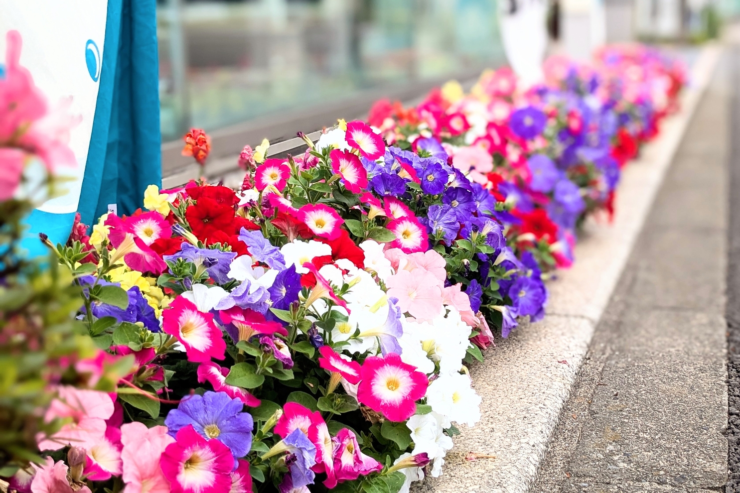 5月店舗前花壇3:5月店舗前花壇3