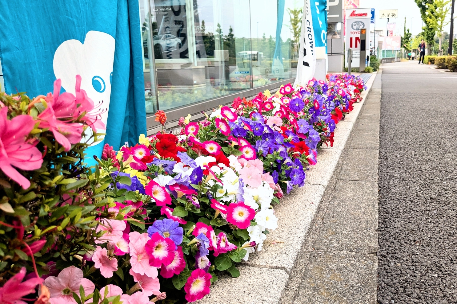 5月店舗前花壇4:5月店舗前花壇4