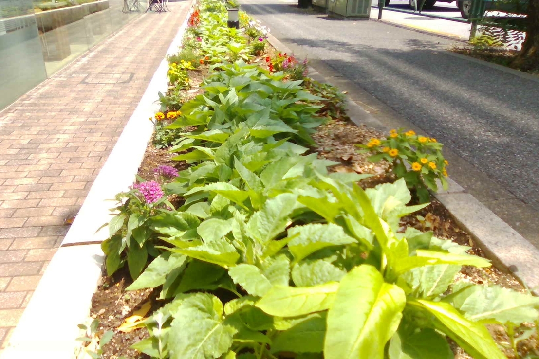 渋谷神泉店_花壇
