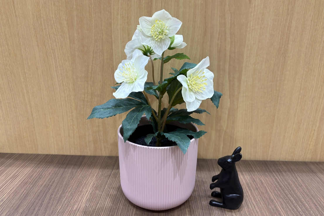 09C-クリスマスローズ