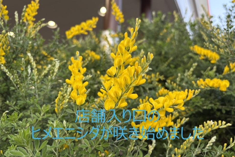 09C-黄色