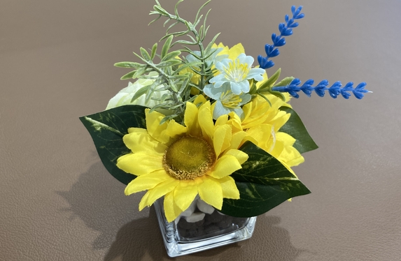 ひまわり🌻成長中🌱