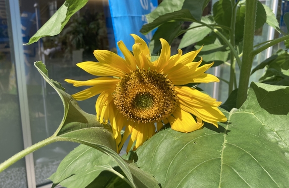 ひまわり 🌻ひまわり咲きました🌻