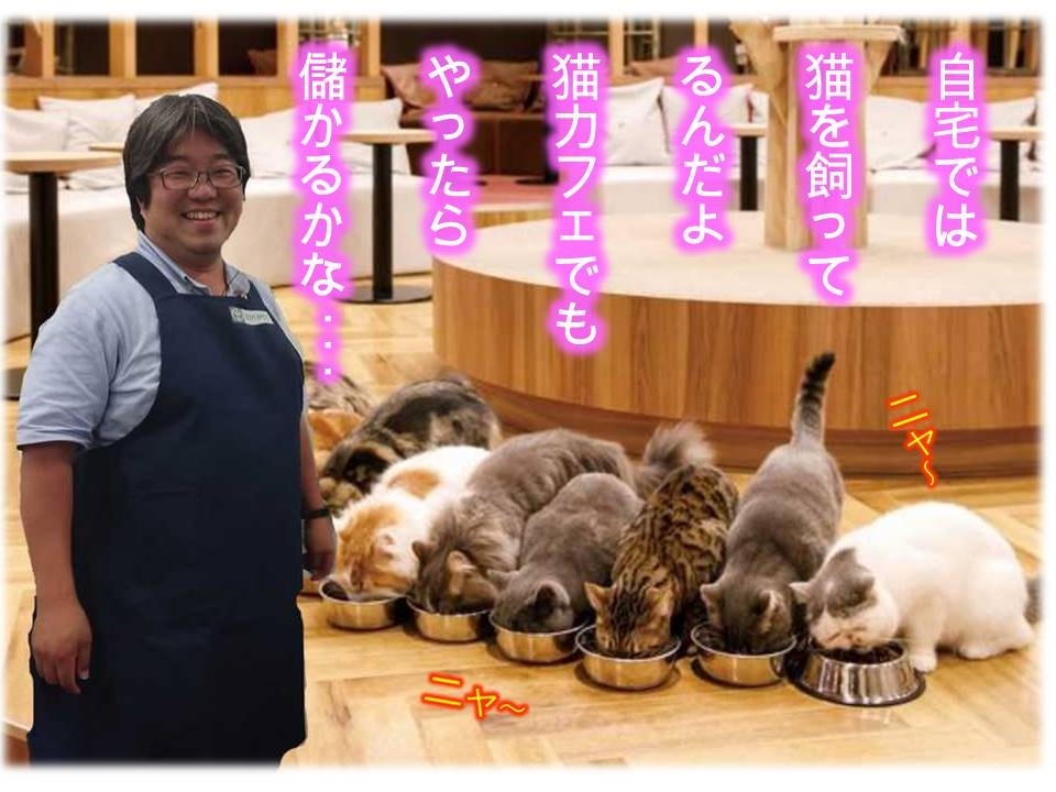 猫カフェを夢見る U Car井荻店です 猫カフェを夢見る U Car井荻店です
