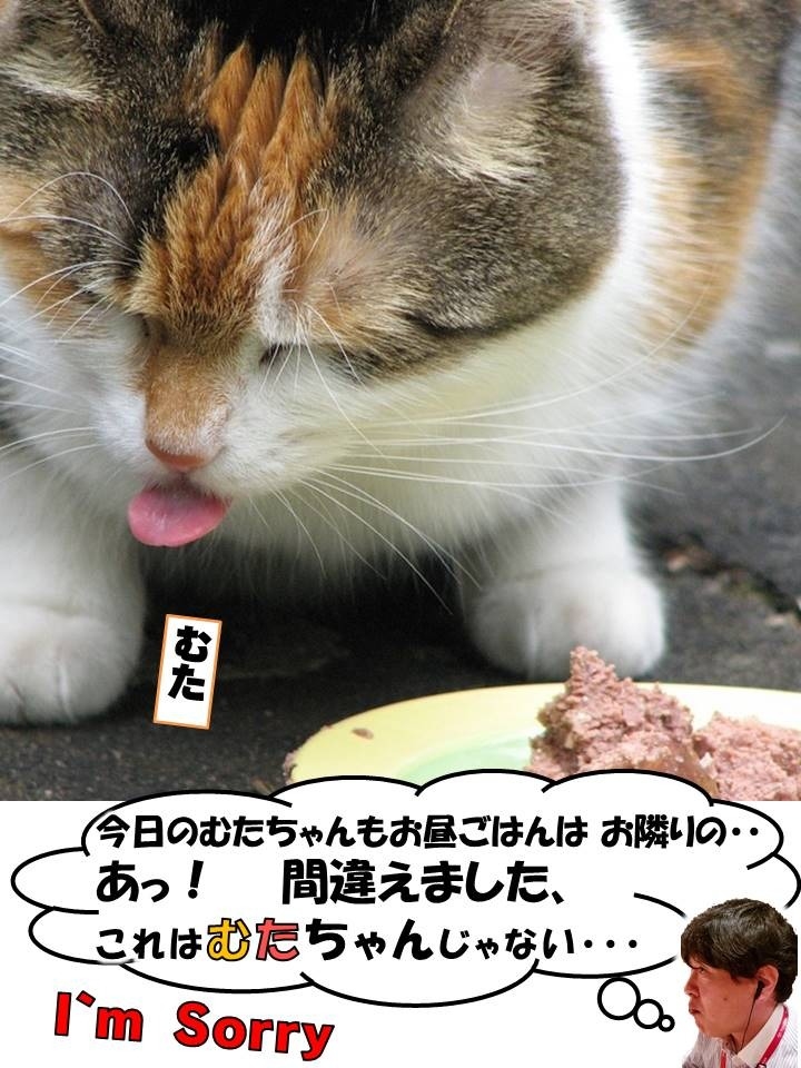 should i buy a cat u car