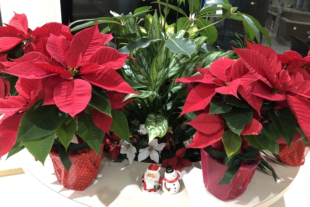 ショールームクリスマス